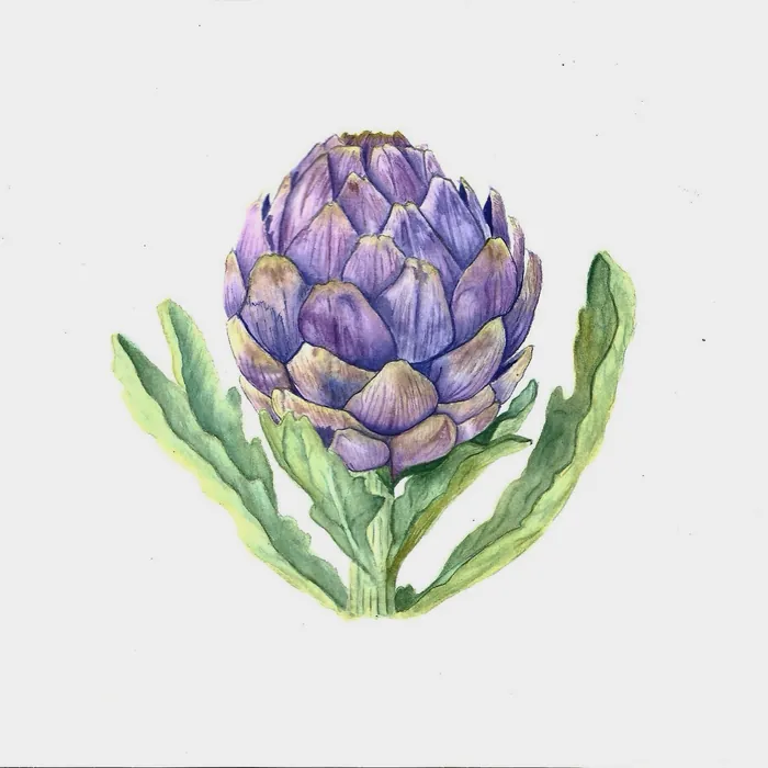 Artichoke - watercolour study on paper