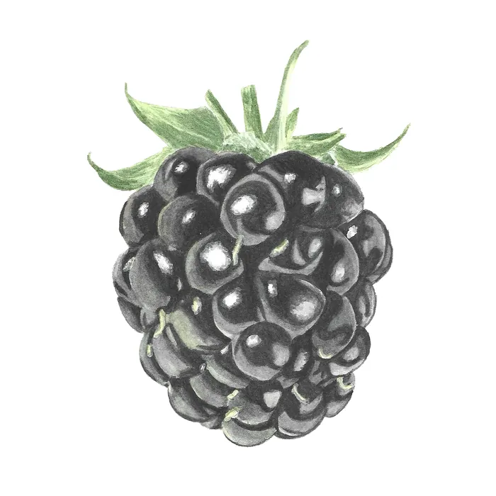 Blackberry - watercolour study on paper