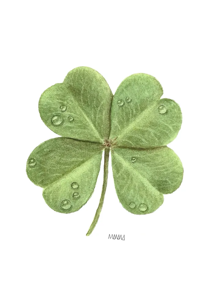 Four-leaf clover - watercolour study on paper