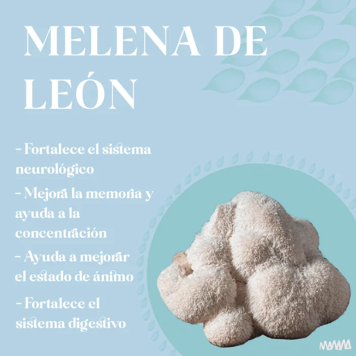 Lion's mane mushroom - educational illustration