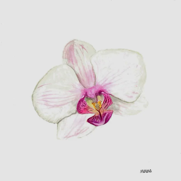 Orchid - watercolour study on paper