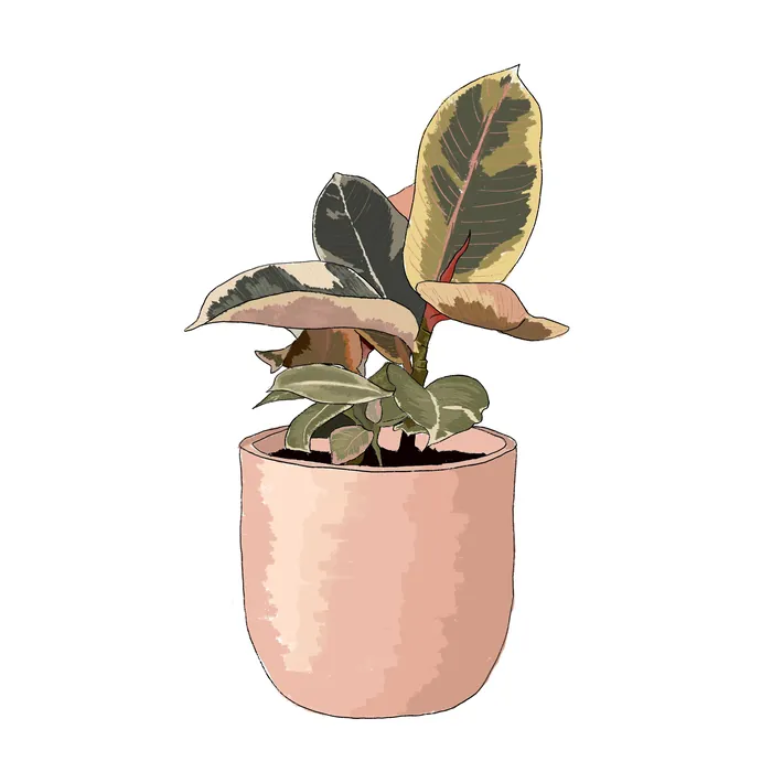 Potted plant - illustration