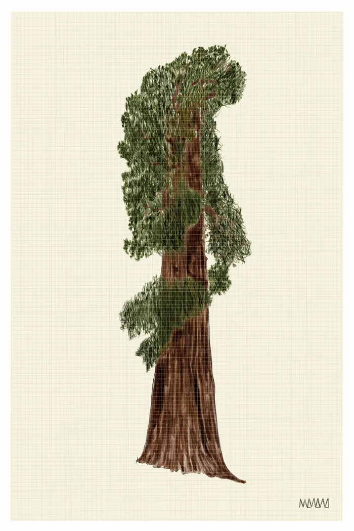 Sequoia - botanical print