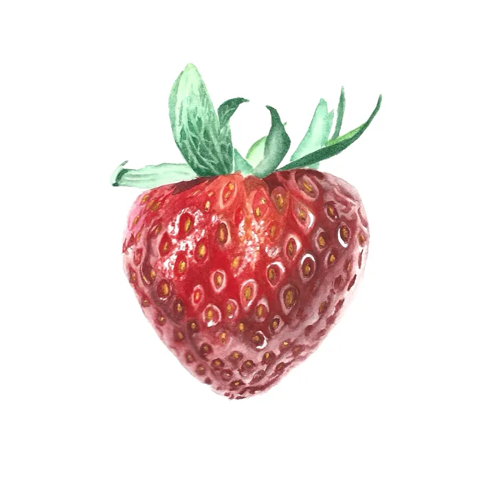 Strawberry - watercolour study on paper